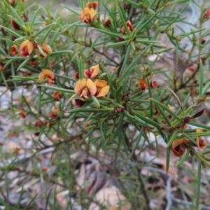 Daviesia acicularis at Bombay, NSW - 21 Sep 2023