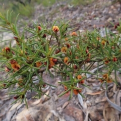 Daviesia acicularis at Bombay, NSW - 21 Sep 2023