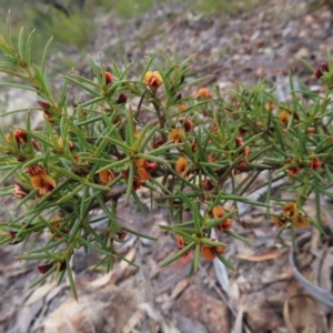 Daviesia acicularis at Bombay, NSW - 21 Sep 2023 03:50 PM