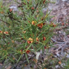 Daviesia acicularis at Bombay, NSW - 21 Sep 2023