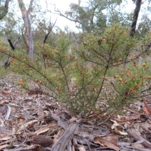 Daviesia acicularis at Bombay, NSW - 21 Sep 2023