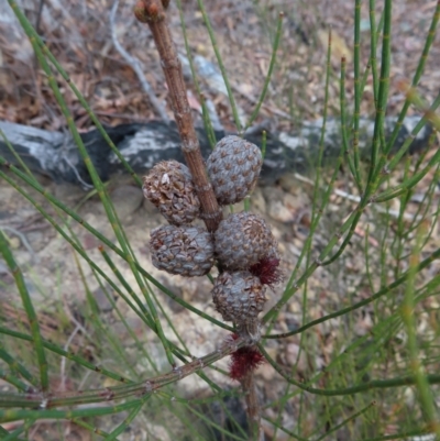 Allocasuarina paludosa (Swamp She-oak) at Bombay, NSW - 21 Sep 2023 by MatthewFrawley