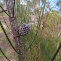 Unidentified at suppressed - 21 Sep 2023