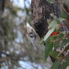 Cormobates leucophaea (White-throated Treecreeper) at Bombay, NSW - 21 Sep 2023 by MatthewFrawley
