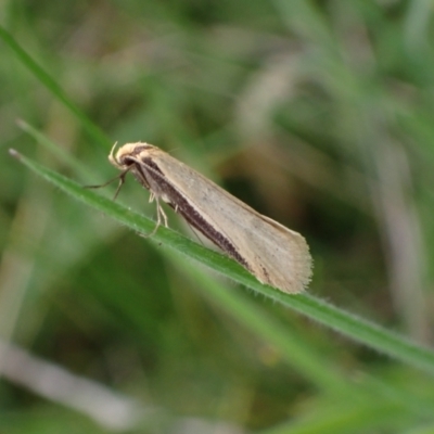 Philobota mathematica group undescribed species. (A concealer moth) at Murrumbateman, NSW - 15 Sep 2023 by SimoneC