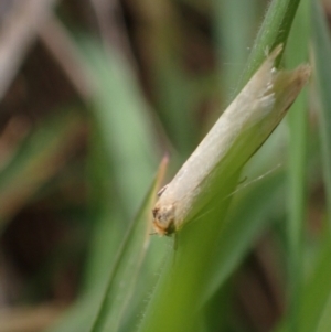 Philobota mathematica group undescribed species. at Murrumbateman, NSW - 15 Sep 2023 03:05 PM