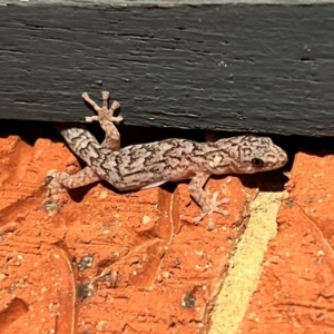 Christinus marmoratus at Holt, ACT - 21 Sep 2023