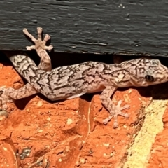 Christinus marmoratus at Holt, ACT - 21 Sep 2023