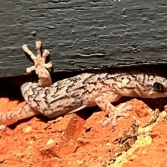 Christinus marmoratus at Holt, ACT - 21 Sep 2023