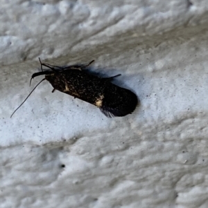 Leistomorpha brontoscopa at Mitchell, ACT - 21 Sep 2023 07:29 AM