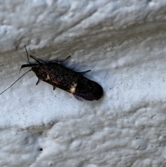 Leistomorpha brontoscopa at Mitchell, ACT - 21 Sep 2023 07:29 AM