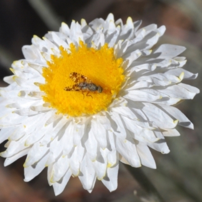 Austrotephritis poenia (Australian Fruit Fly) at QPRC LGA - 21 Sep 2023 by Harrisi