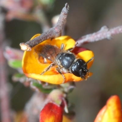 Euhesma sp. (genus) (A colletid bee) at QPRC LGA - 21 Sep 2023 by Harrisi