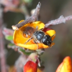 Euhesma sp. (genus) (A colletid bee) at Karabar, NSW - 21 Sep 2023 by Harrisi