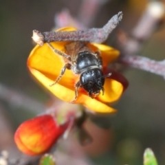 Euhesma sp. (genus) at Karabar, NSW - 21 Sep 2023