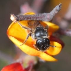 Euhesma sp. (genus) at Karabar, NSW - 21 Sep 2023 03:48 PM