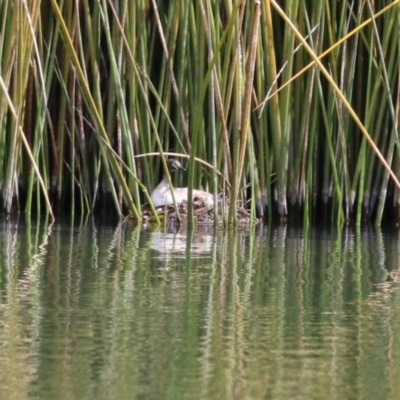 Tachybaptus novaehollandiae (Australasian Grebe) at Molonglo Valley, ACT - 21 Sep 2023 by RodDeb