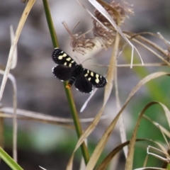 Phalaenoides tristifica (Willow-herb Day-moth) at Molonglo Valley, ACT - 21 Sep 2023 by RodDeb