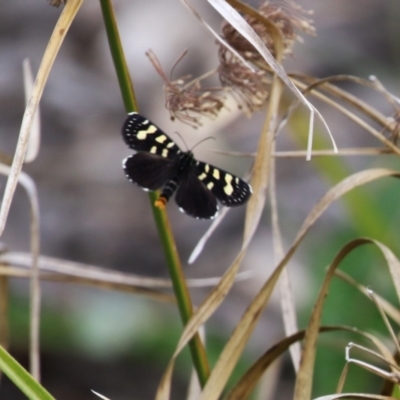 Phalaenoides tristifica (Willow-herb Day-moth) at Molonglo Valley, ACT - 21 Sep 2023 by RodDeb