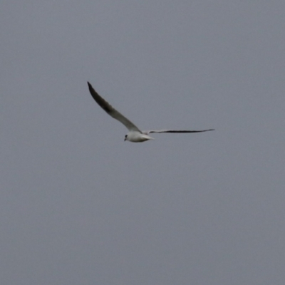 Elanus axillaris (Black-shouldered Kite) at National Arboretum Woodland - 21 Sep 2023 by RodDeb