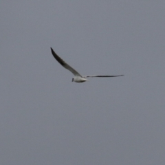 Elanus axillaris (Black-shouldered Kite) at Molonglo Valley, ACT - 21 Sep 2023 by RodDeb