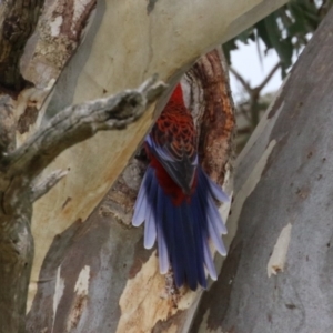 Platycercus elegans at Yarralumla, ACT - 21 Sep 2023 01:27 PM