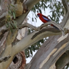 Platycercus elegans at Yarralumla, ACT - 21 Sep 2023 01:27 PM