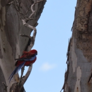 Platycercus elegans at Yarralumla, ACT - 21 Sep 2023 01:27 PM