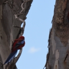 Platycercus elegans at Yarralumla, ACT - 21 Sep 2023 01:27 PM