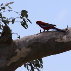 Platycercus elegans at Yarralumla, ACT - 21 Sep 2023 01:27 PM