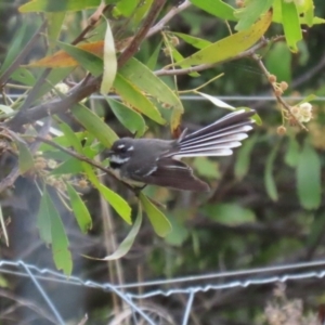 Rhipidura albiscapa at Molonglo Valley, ACT - 21 Sep 2023