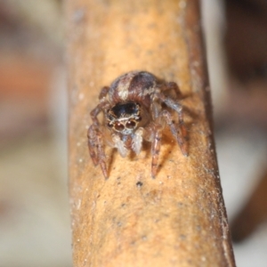 Maratus watagansi at Acton, ACT - 20 Sep 2023