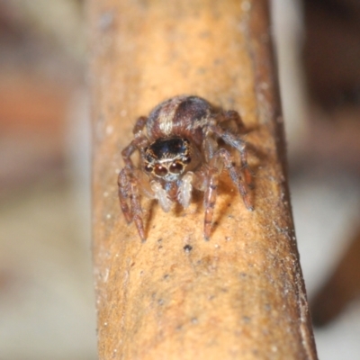 Maratus watagansi (Rainforest Peacock Spider) at ANBG - 20 Sep 2023 by Harrisi