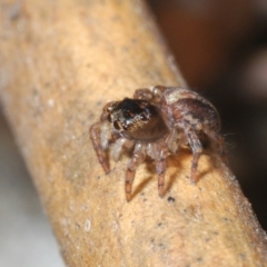 Maratus watagansi at Acton, ACT - 20 Sep 2023