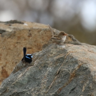 Malurus cyaneus (Superb Fairywren) at National Arboretum Forests - 21 Sep 2023 by RodDeb