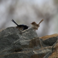 Malurus cyaneus at Molonglo Valley, ACT - 21 Sep 2023