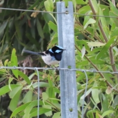 Malurus cyaneus at Molonglo Valley, ACT - 21 Sep 2023