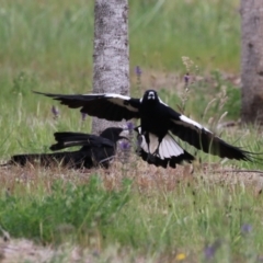 Corcorax melanorhamphos (White-winged Chough) at National Arboretum Forests - 21 Sep 2023 by RodDeb