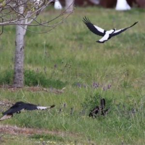 Corcorax melanorhamphos at Molonglo Valley, ACT - 21 Sep 2023