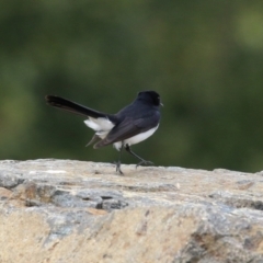 Rhipidura leucophrys (Willie Wagtail) at National Arboretum Forests - 21 Sep 2023 by RodDeb