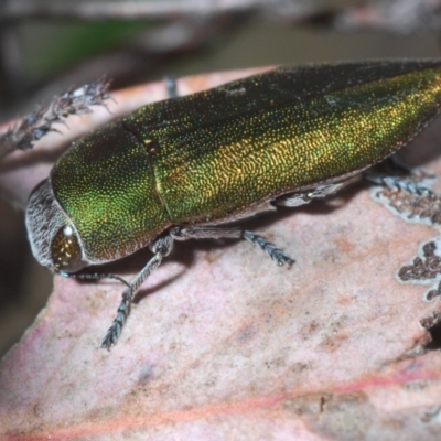 Melobasis propinqua (Propinqua jewel beetle) at QPRC LGA - 21 Sep 2023 by Harrisi