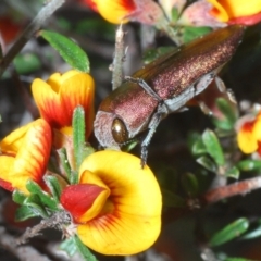 Melobasis propinqua at Jerrabomberra, NSW - 21 Sep 2023