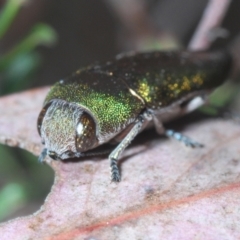 Melobasis propinqua at Jerrabomberra, NSW - 21 Sep 2023 04:17 PM