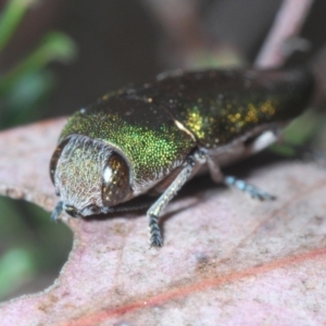 Melobasis propinqua at Jerrabomberra, NSW - 21 Sep 2023