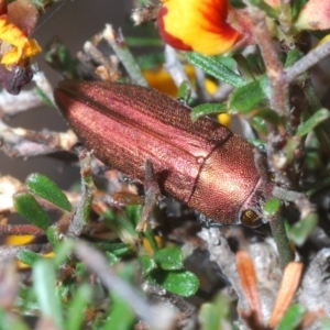 Melobasis propinqua at Jerrabomberra, NSW - 21 Sep 2023