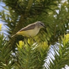 Acanthiza chrysorrhoa (Yellow-rumped Thornbill) at Molonglo Valley, ACT - 21 Sep 2023 by RodDeb