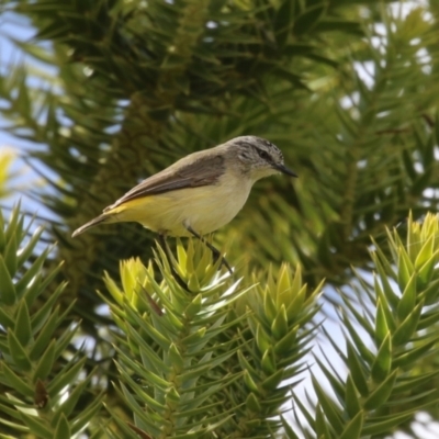 Acanthiza chrysorrhoa (Yellow-rumped Thornbill) at National Arboretum Forests - 21 Sep 2023 by RodDeb
