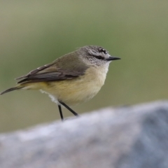 Acanthiza chrysorrhoa at Molonglo Valley, ACT - 21 Sep 2023