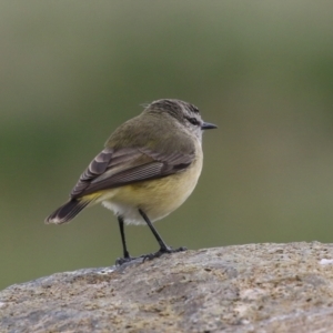 Acanthiza chrysorrhoa at Molonglo Valley, ACT - 21 Sep 2023