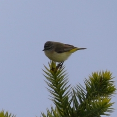 Acanthiza chrysorrhoa at Molonglo Valley, ACT - 21 Sep 2023